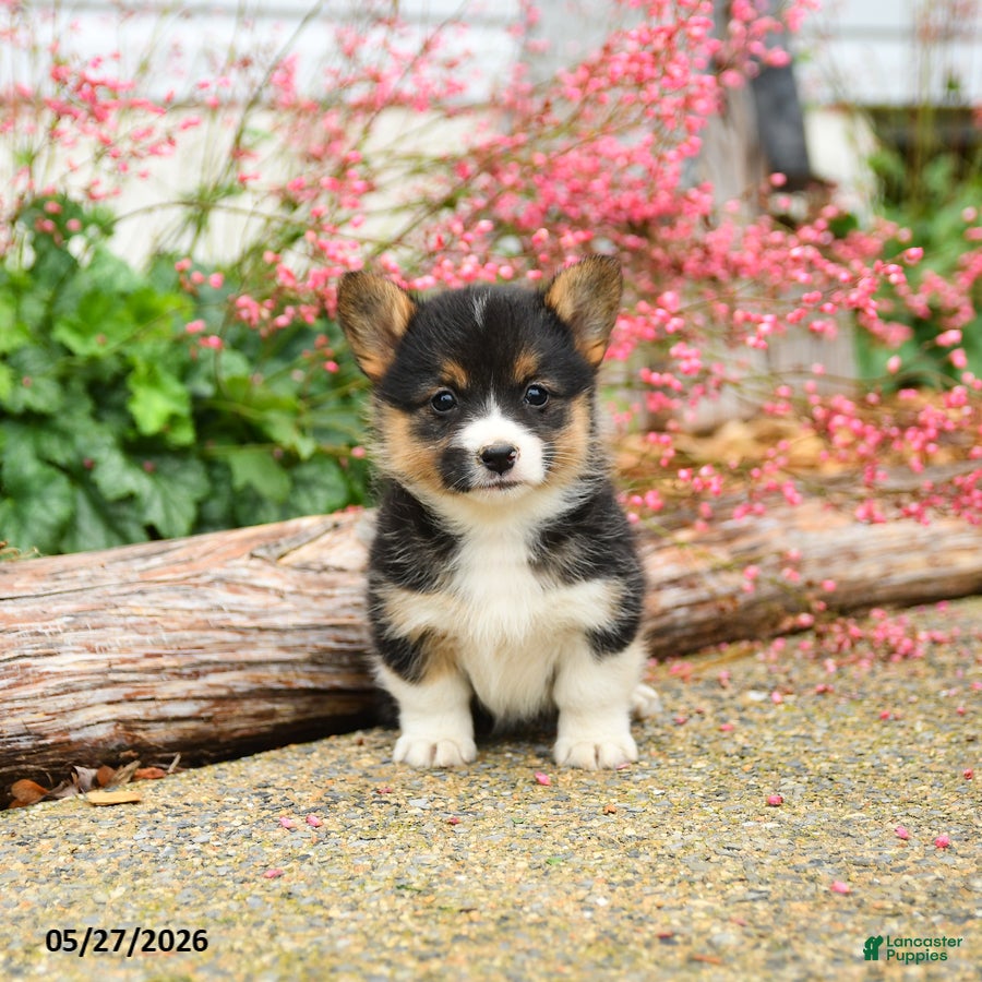 Welsh Corgi Pembroke dogs Precious - Ad 2
