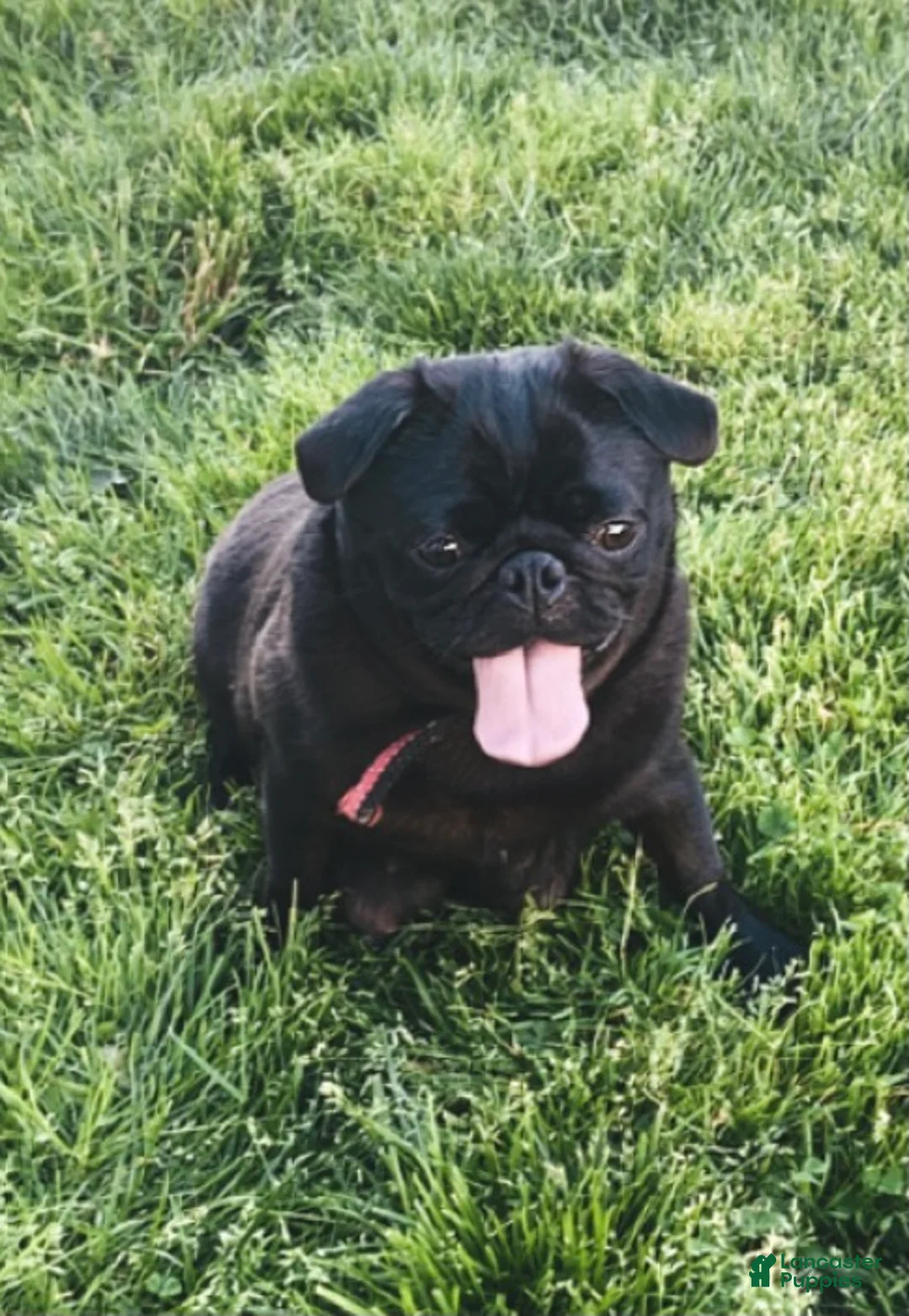 Pug dogs for sale: Hunter - Ad 6
