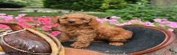 Mini Goldendoodle dogs for sale: Buster - Ad 4