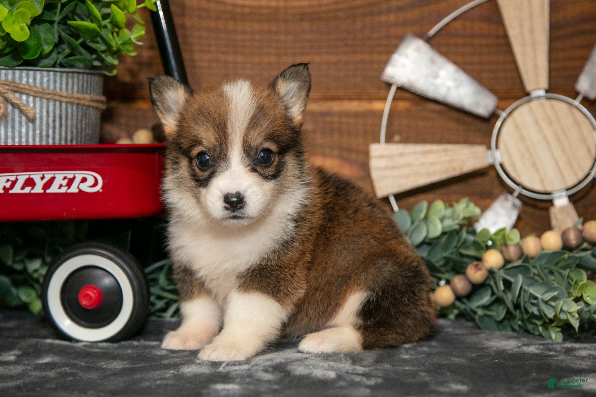 Welsh Corgi Pembroke dogs Belle - Ad 2