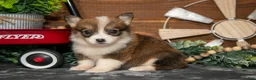 Welsh Corgi Pembroke dogs for sale: Belle - Ad 2