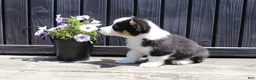 Welsh Corgi Pembroke dogs for sale: Roman - Ad 2
