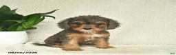 Cavapoo dogs for sale: Rose  - Ad 3