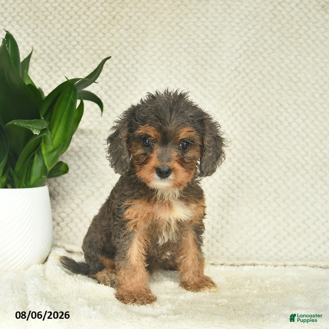 Cavapoo dogs for sale: Rose  - Ad 3