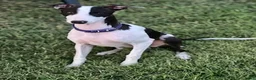Italian Greyhound dogs for sale: Rufus - Ad 4