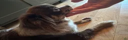 Chihuahua dogs for sale: Backpack - Ad 7