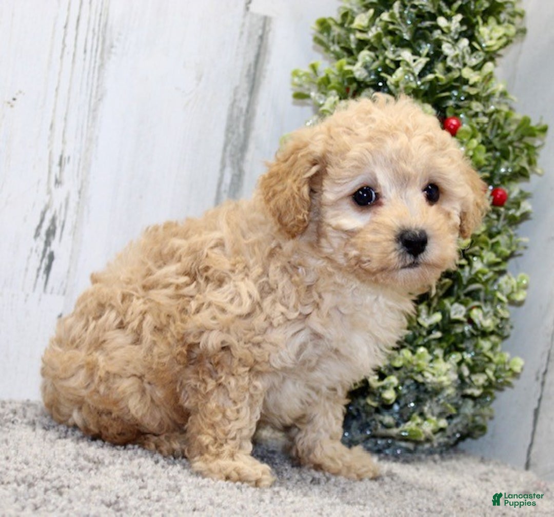 Miniature Poodle dogs for sale: Elsa - Ad 4