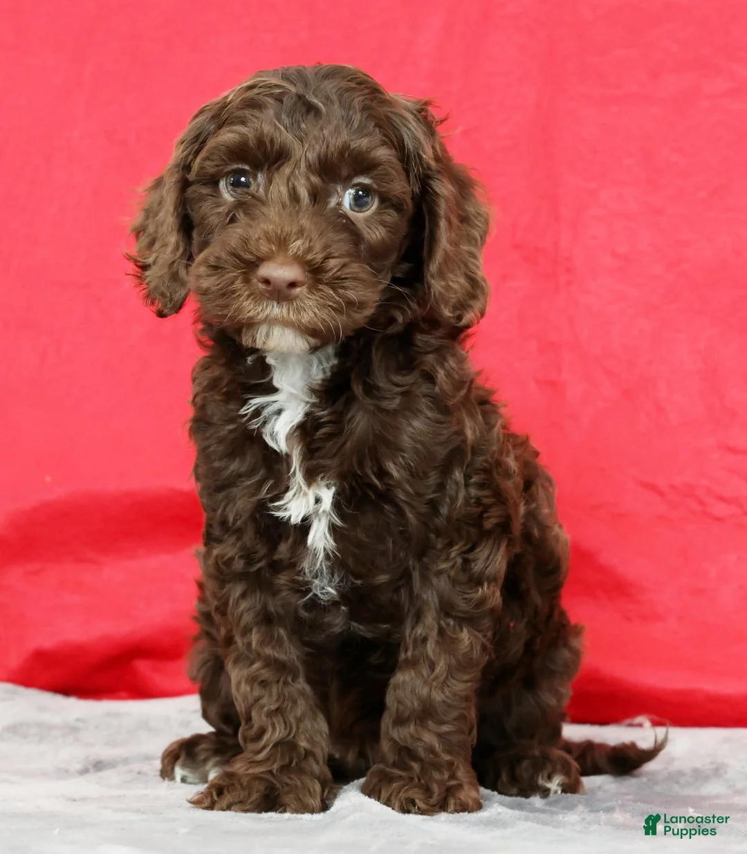 Cavapoo dogs for sale: Doug - Ad 1