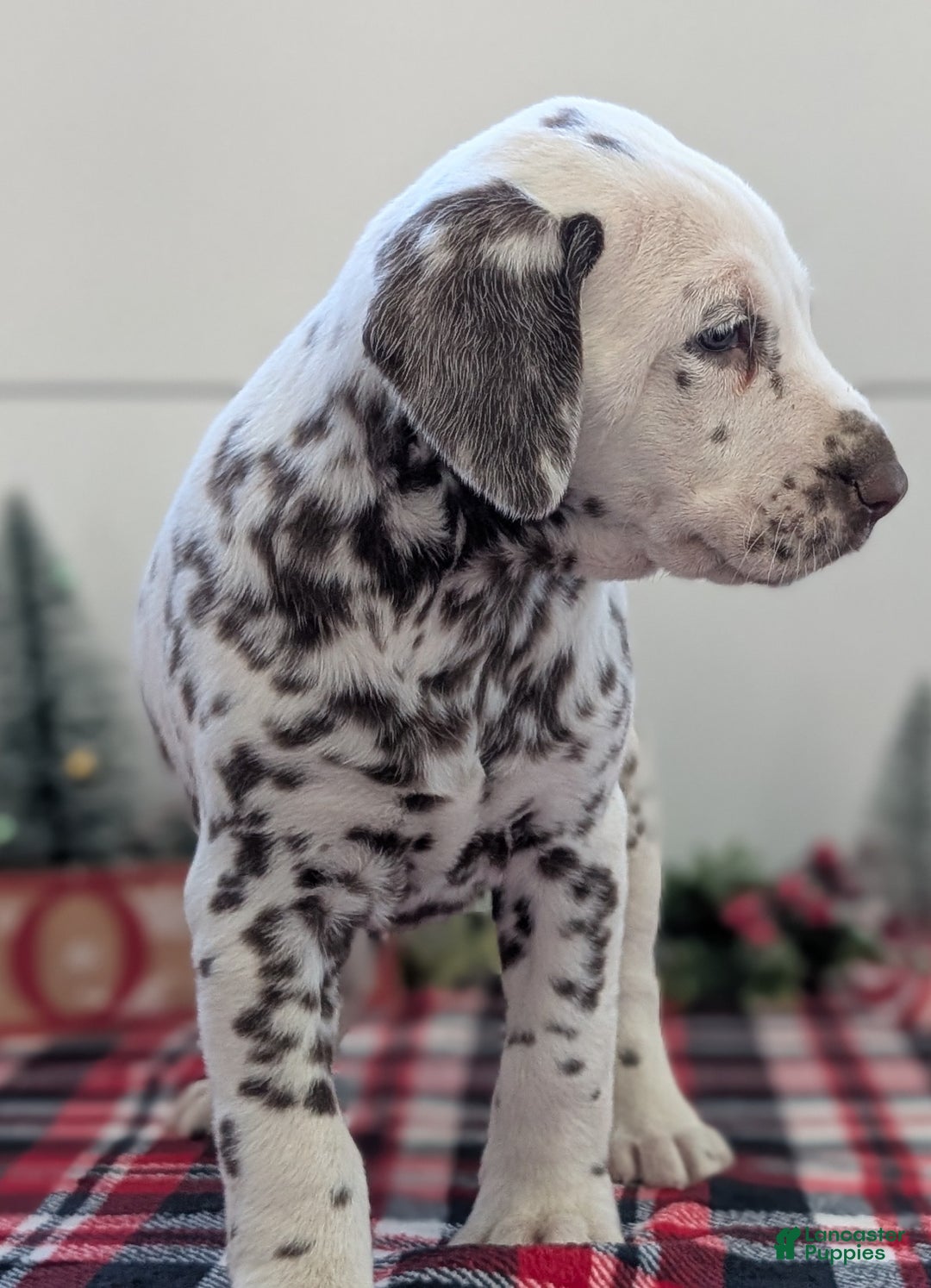 Dalmatian dogs for sale: Marshall - Ad 6