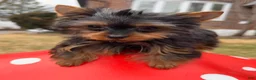 Yorkshire Terrier dogs for sale: Teacup Yorkshire Terrier  - Ad 8