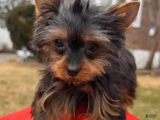 Yorkshire Terrier dogs for sale: Jakey- TEACUP who is also Potty and Crate Trained - Ad 1