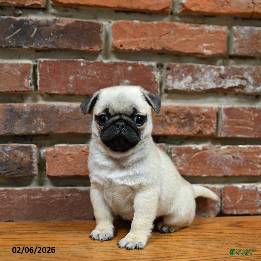 Pug dogs Foster - Ad 41
