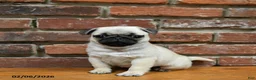 Pug dogs for sale: Foster - Ad 1