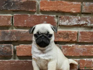 Pug dogs Foster - Ad 3