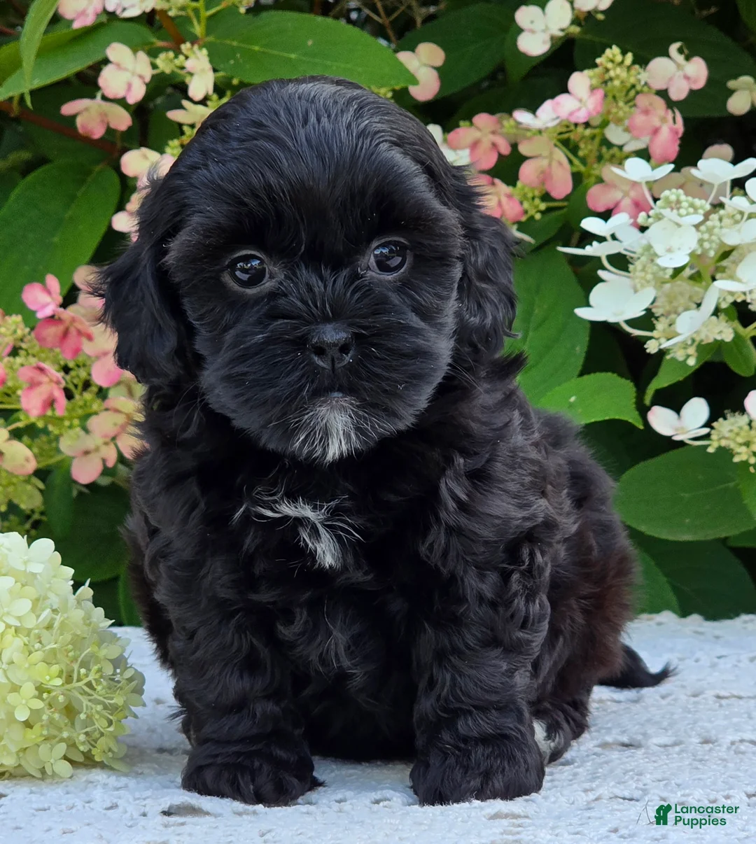 Shihpoo dogs for sale: Hope - Ad 1