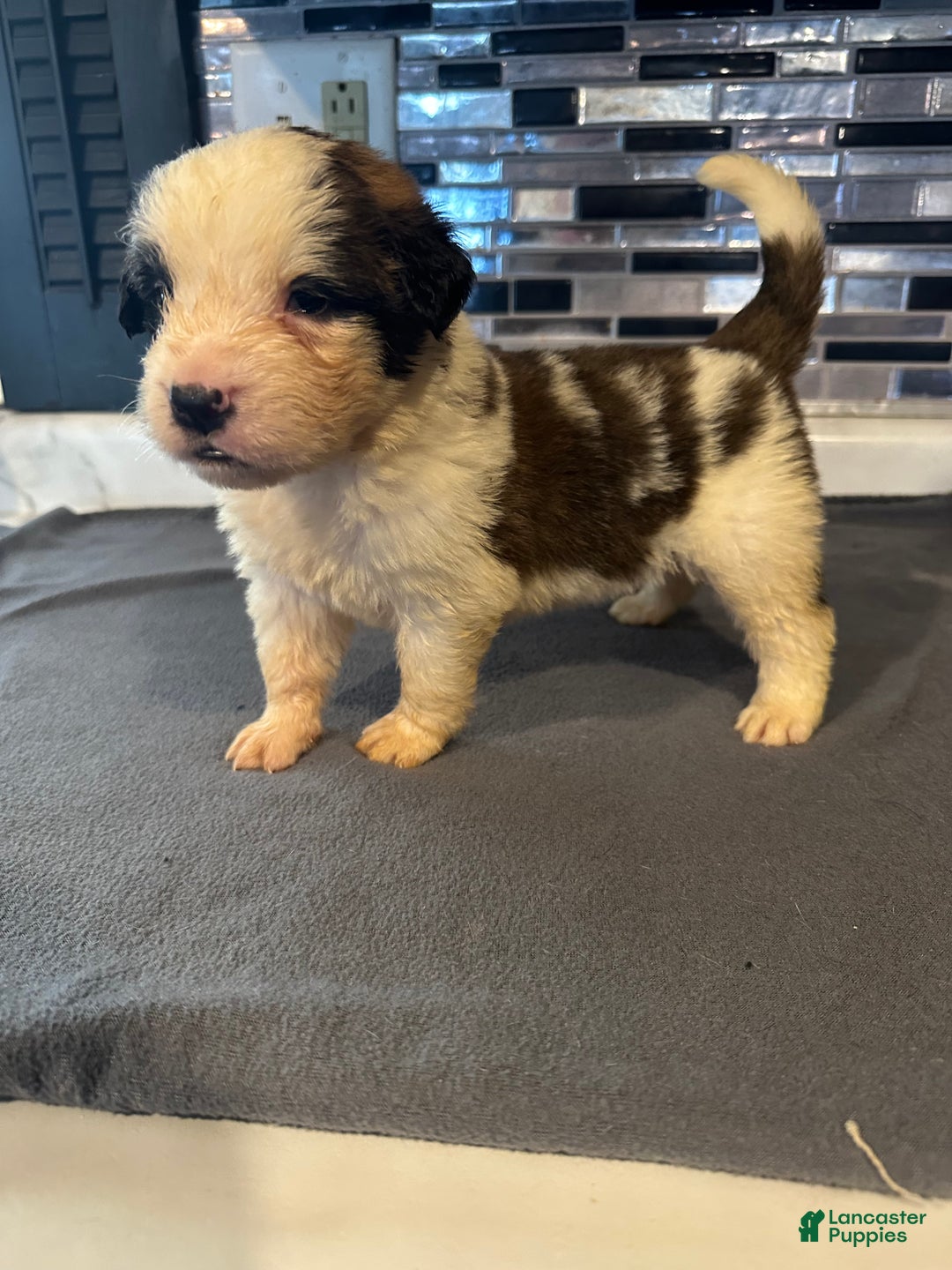 Saint Bernard dogs for sale: Puppy 3 - Ad 22