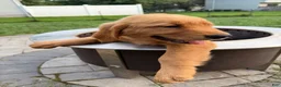 Golden Retriever dogs for sale: Scarlet - Ad 7