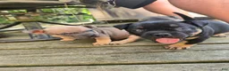 American Bully dogs for sale: Lyra - Ad 3