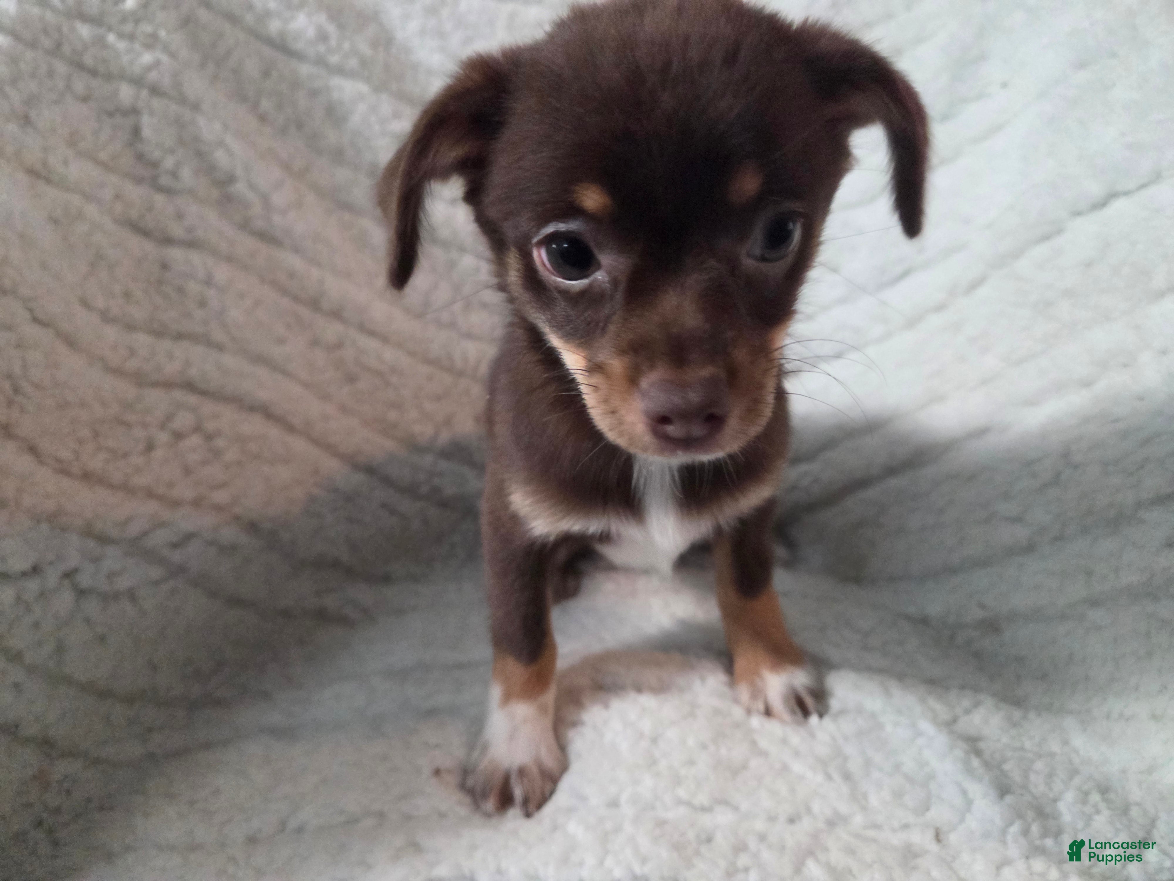 Chihuahua dogs Chihuahua 2 - Ad 1