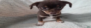 Chihuahua 2