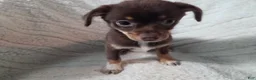 Chihuahua dogs for sale: Chihuahua 2 - Ad 1