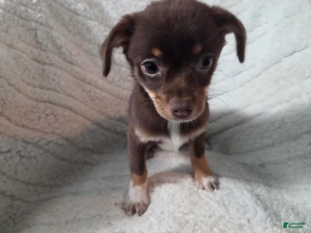 Chihuahua dogs for sale: Chihuahua 2 - Ad 1