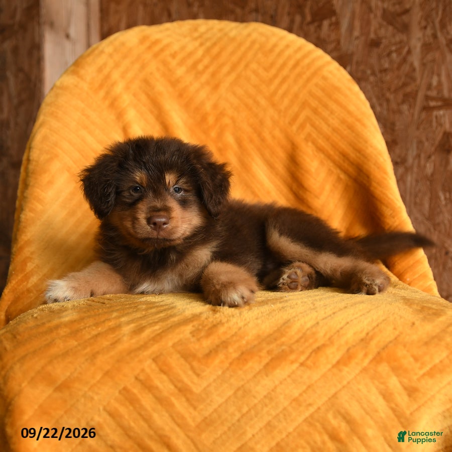 Mixed Breed dogs Banjo - Ad 2