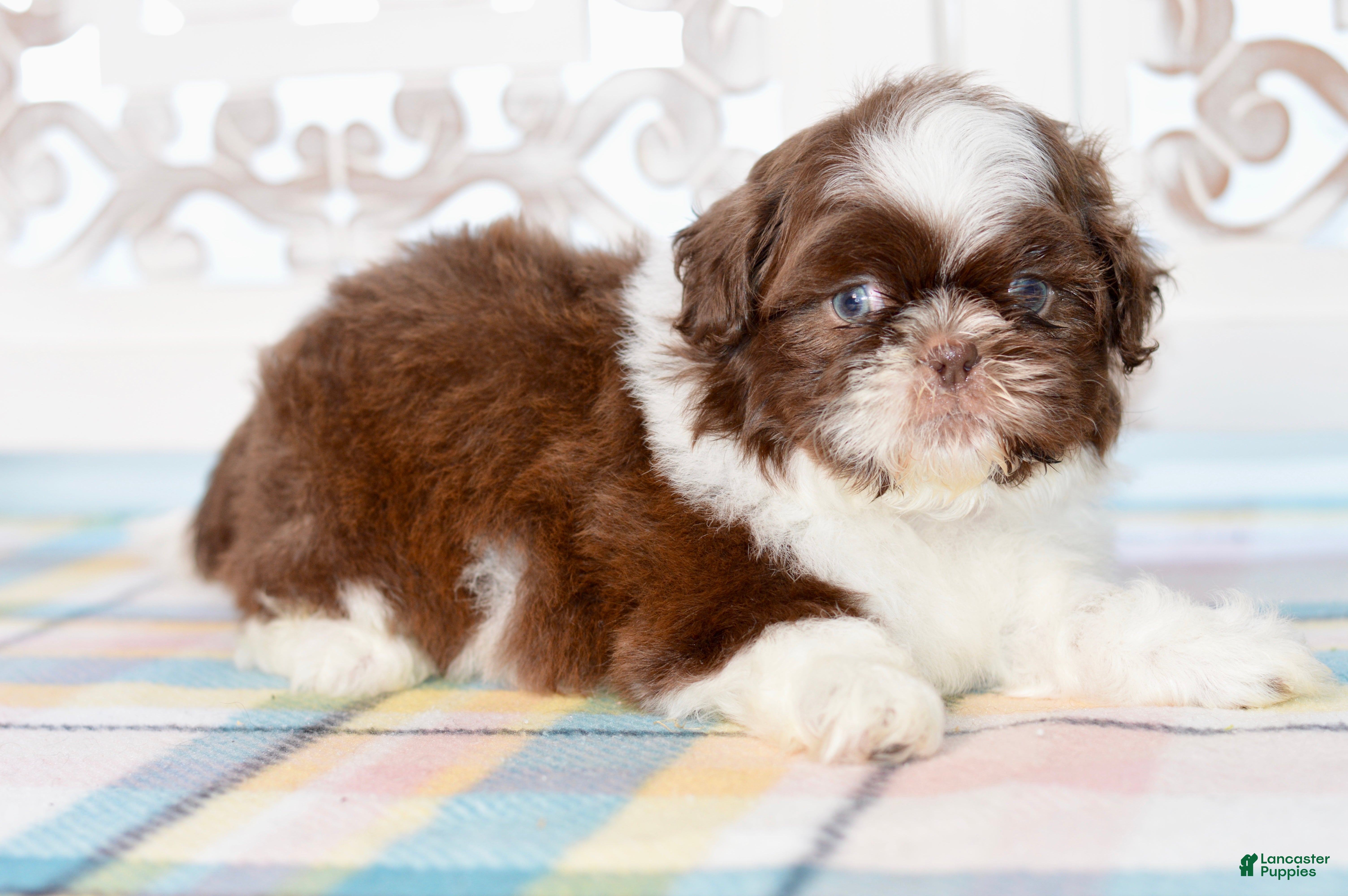 Shih Tzu dogs Banks - Ad 1