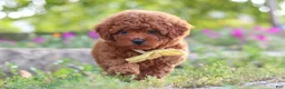 Miniature Poodle dogs for sale: Jance - Ad 7
