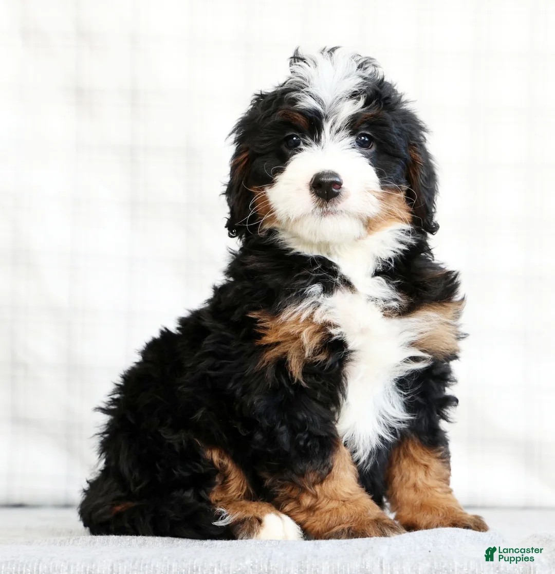 Mini Bernedoodle dogs for sale: Amethyst - Ad 1