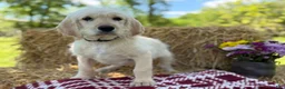 Labradoodle dogs for sale: Cannellini (Boy) - Ad 7