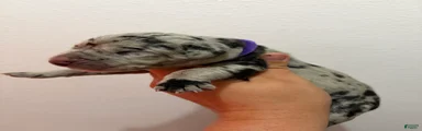 Sierra
