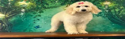 Goldendoodle dogs for sale: Jewel - Ad 1