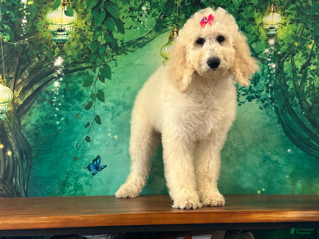 Goldendoodle dogs for sale: Jewel - Ad 1