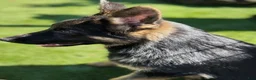 German Shepherd dogs for sale: German Shepherd 4 - Ad 4