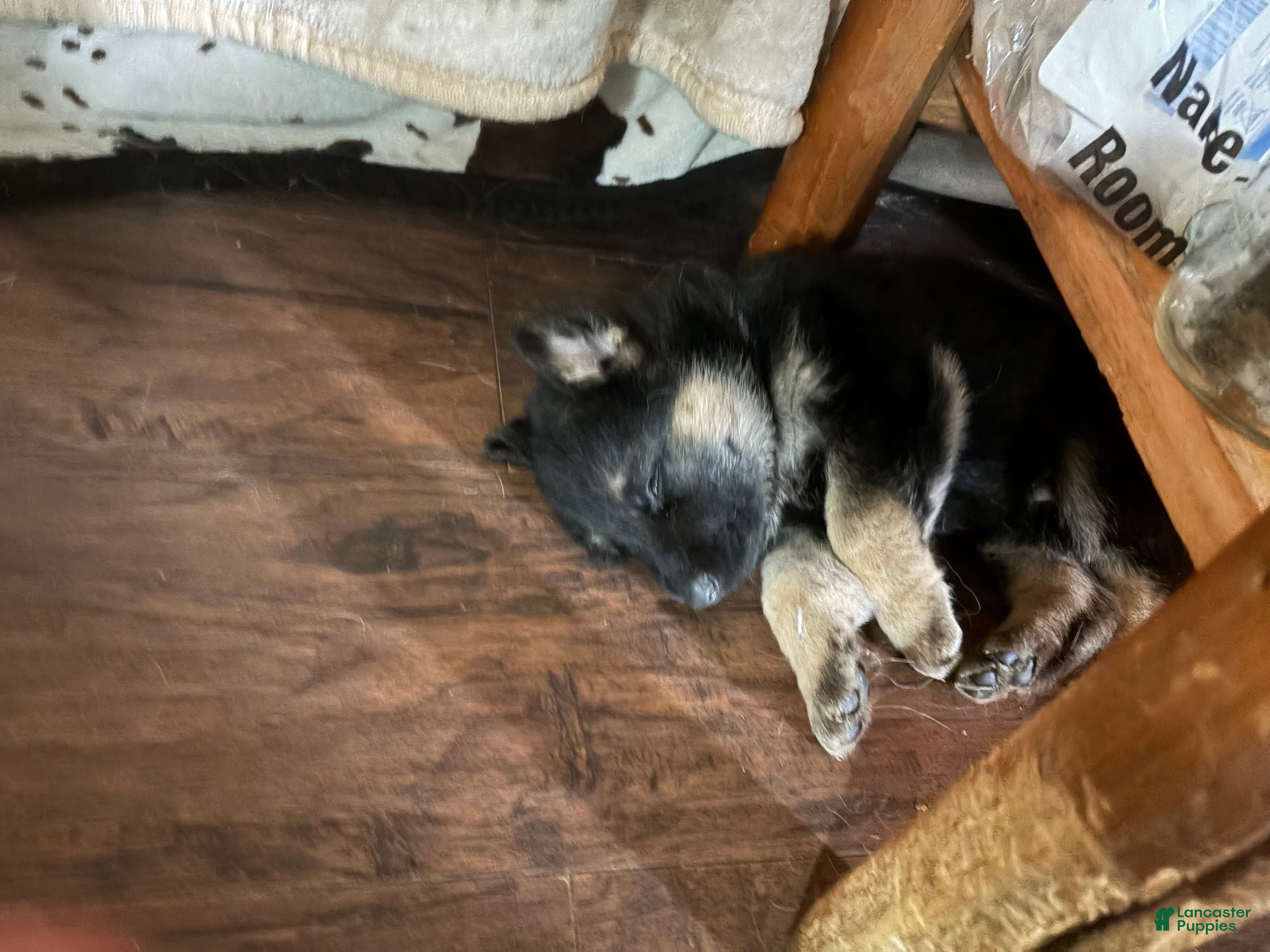 German Shepherd dogs German Shepherd Puppy 5 - Ad 1
