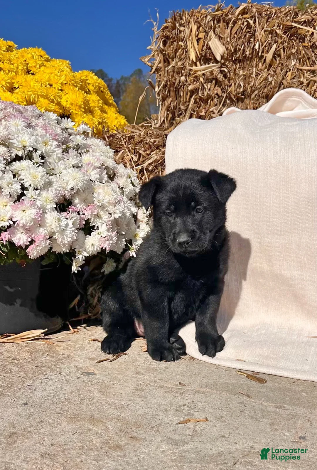 Belgian Malinois dogs for sale: Bella❤️AKC Mom and Dad are here to meet - Ad 1