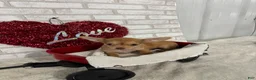 Chihuahua dogs for sale: Sparky - Ad 3