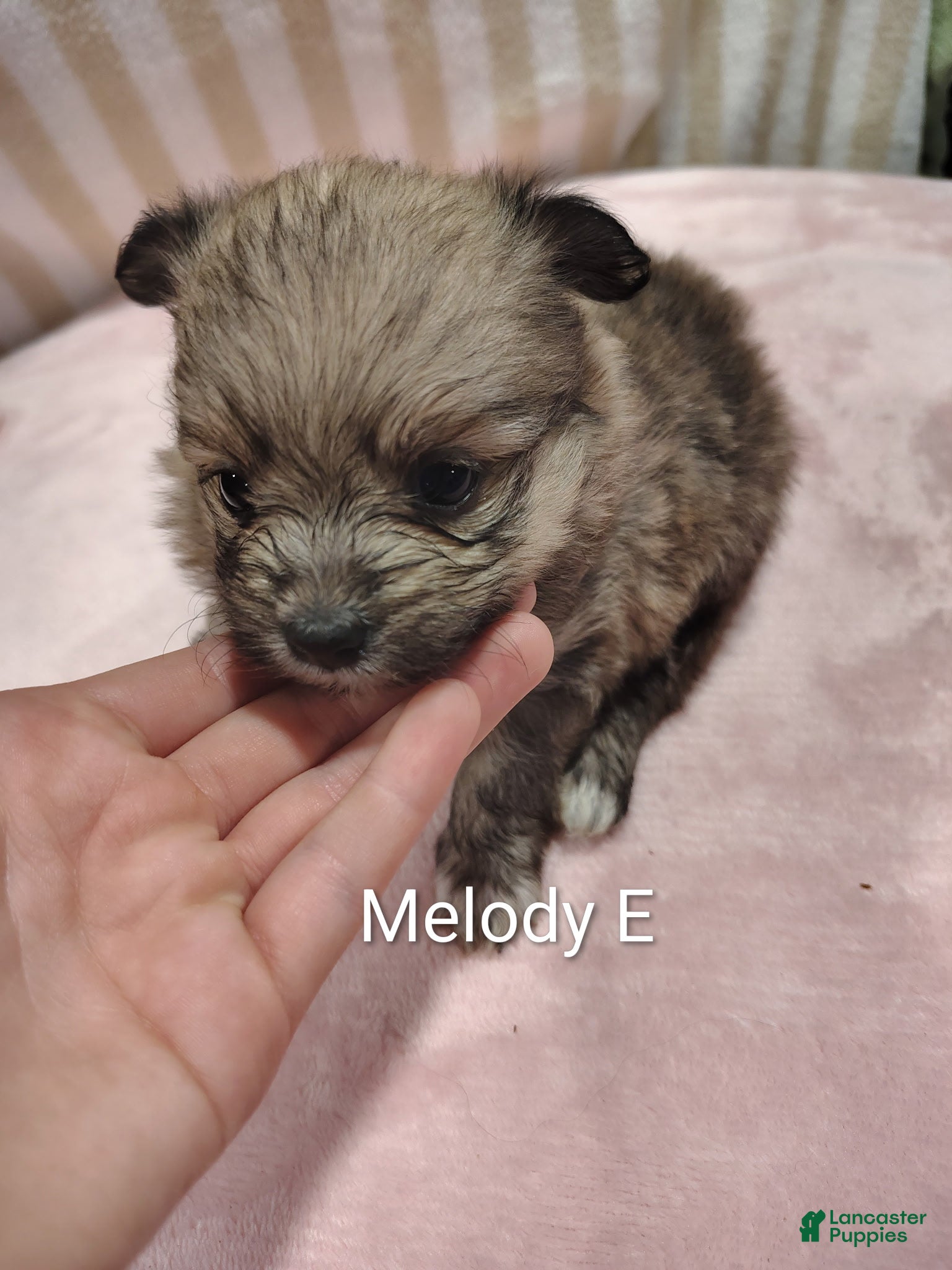 Pomeranian dogs Melody - Ad 36