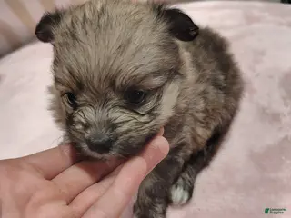 Pomeranian dogs Melody - Ad 36