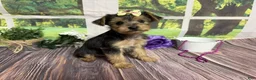 Yorkshire Terrier dogs for sale: Honey - Ad 2