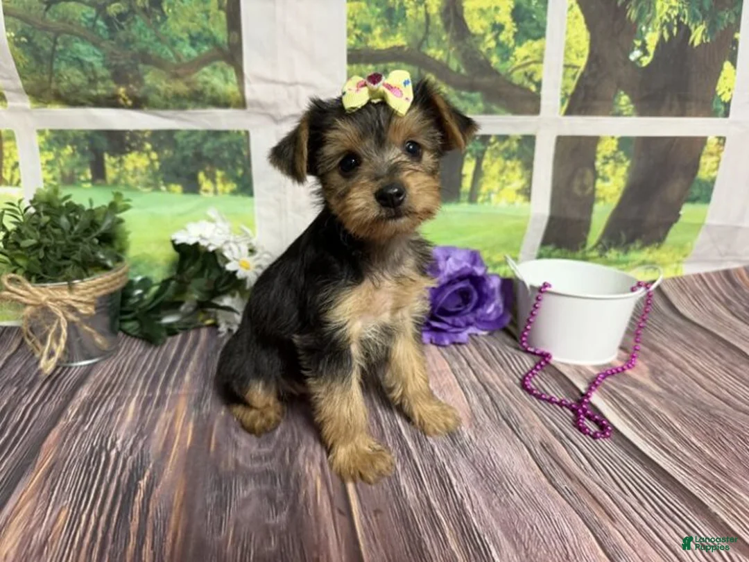 Yorkshire Terrier dogs for sale: Honey - Ad 2