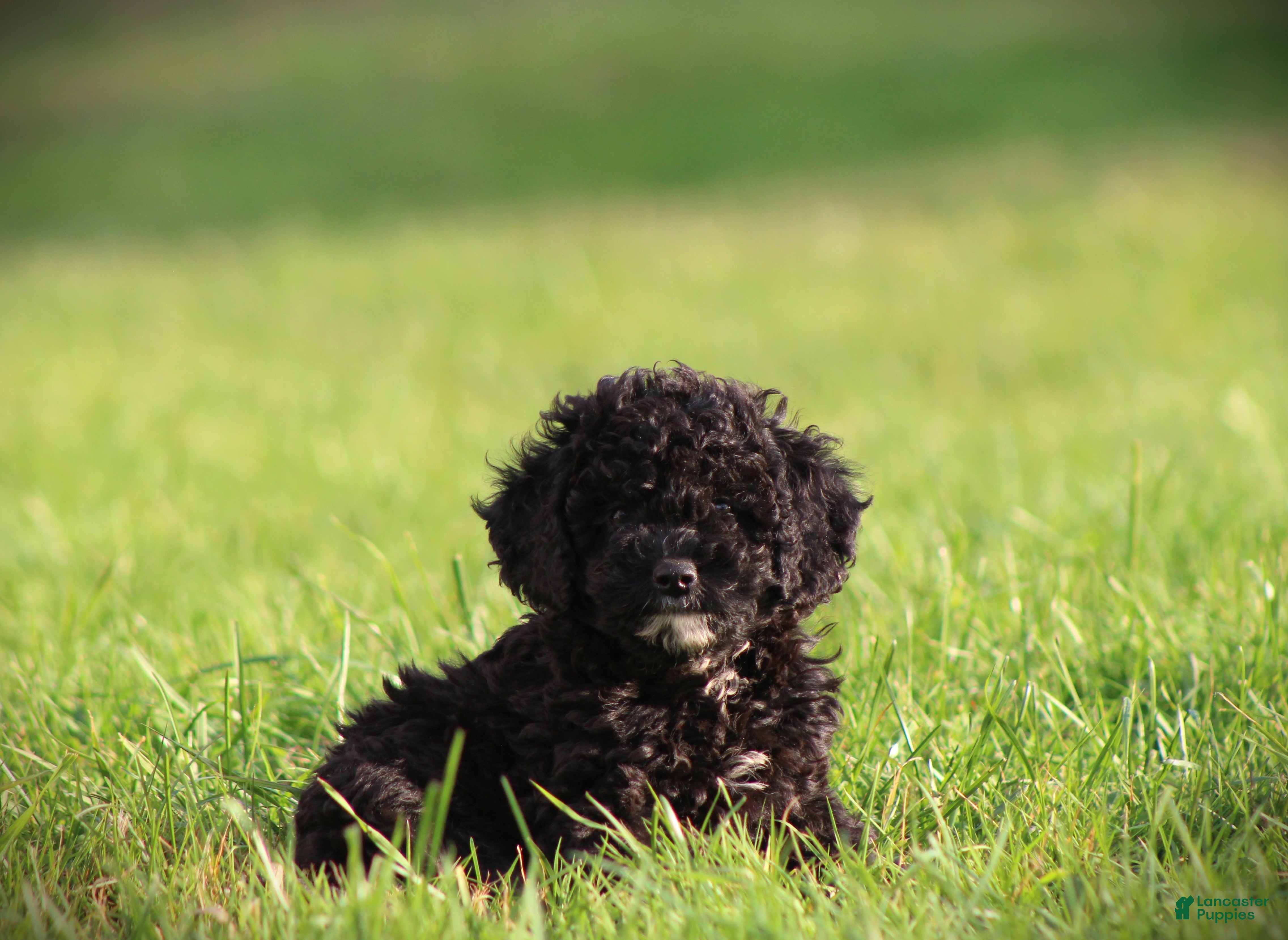 Cockapoo dogs for sale: Zorro - Ad 2