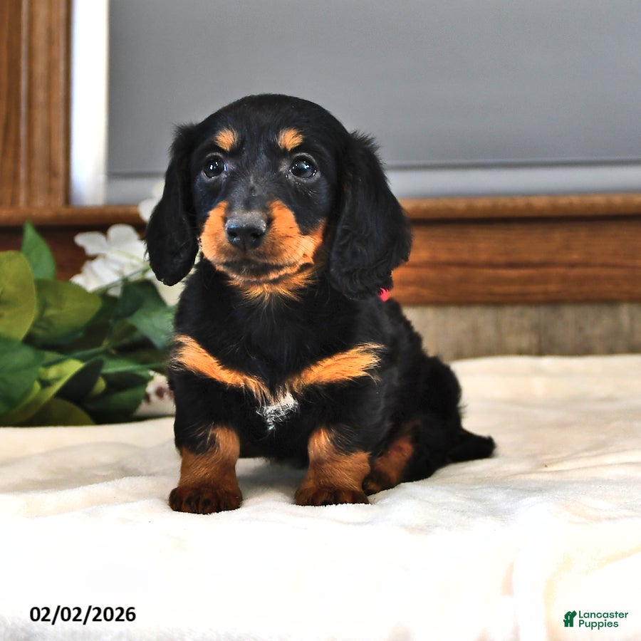 Miniature Dachshund dogs Buttercup - Ad 4