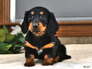 Miniature Dachshund dogs Buttercup - Ad 4
