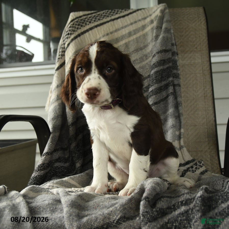 English Springer Spaniel dogs Raptor - Ad 2
