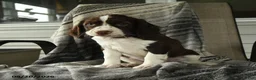English Springer Spaniel dogs for sale: Raptor - Ad 2