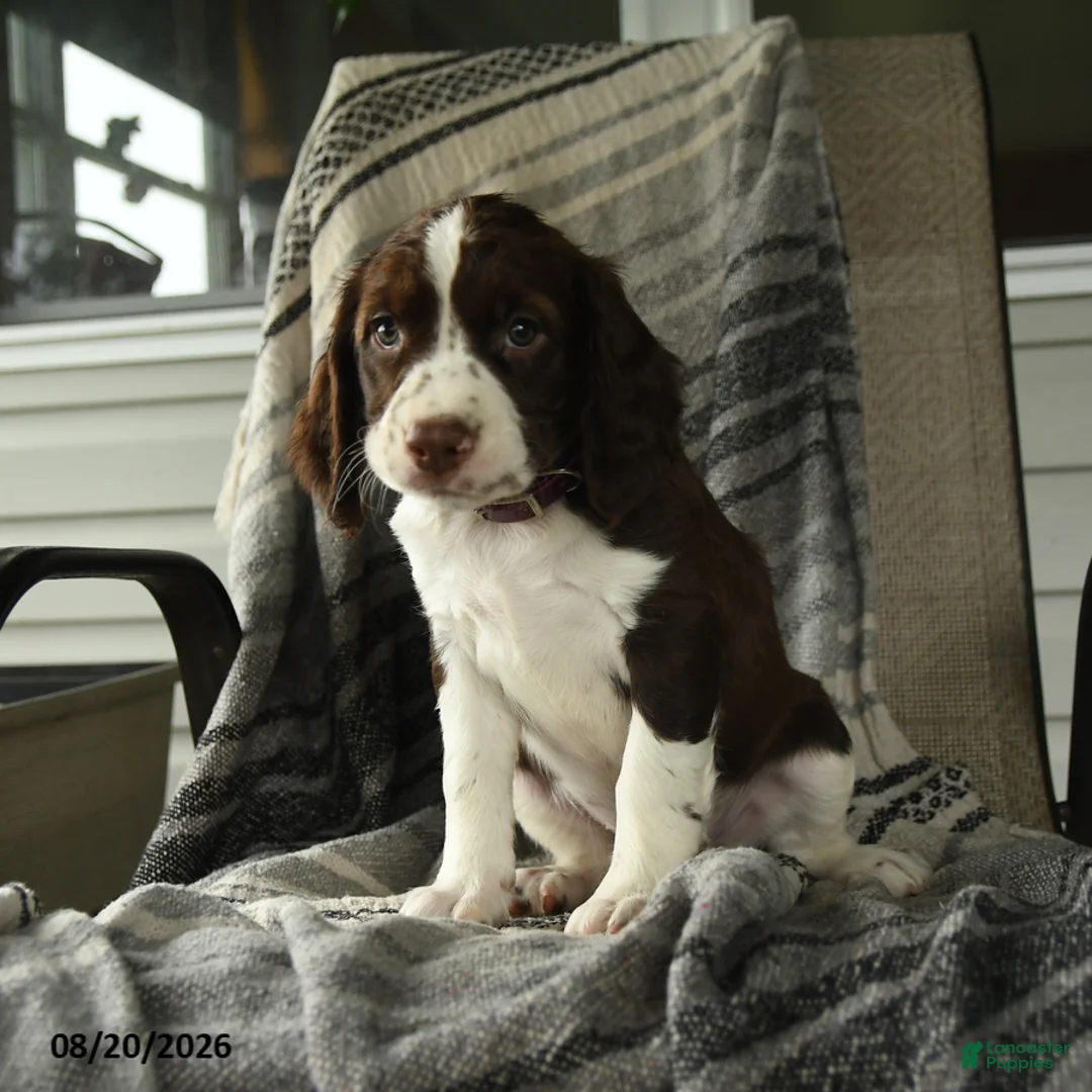 English Springer Spaniel dogs for sale: Raptor - Ad 2