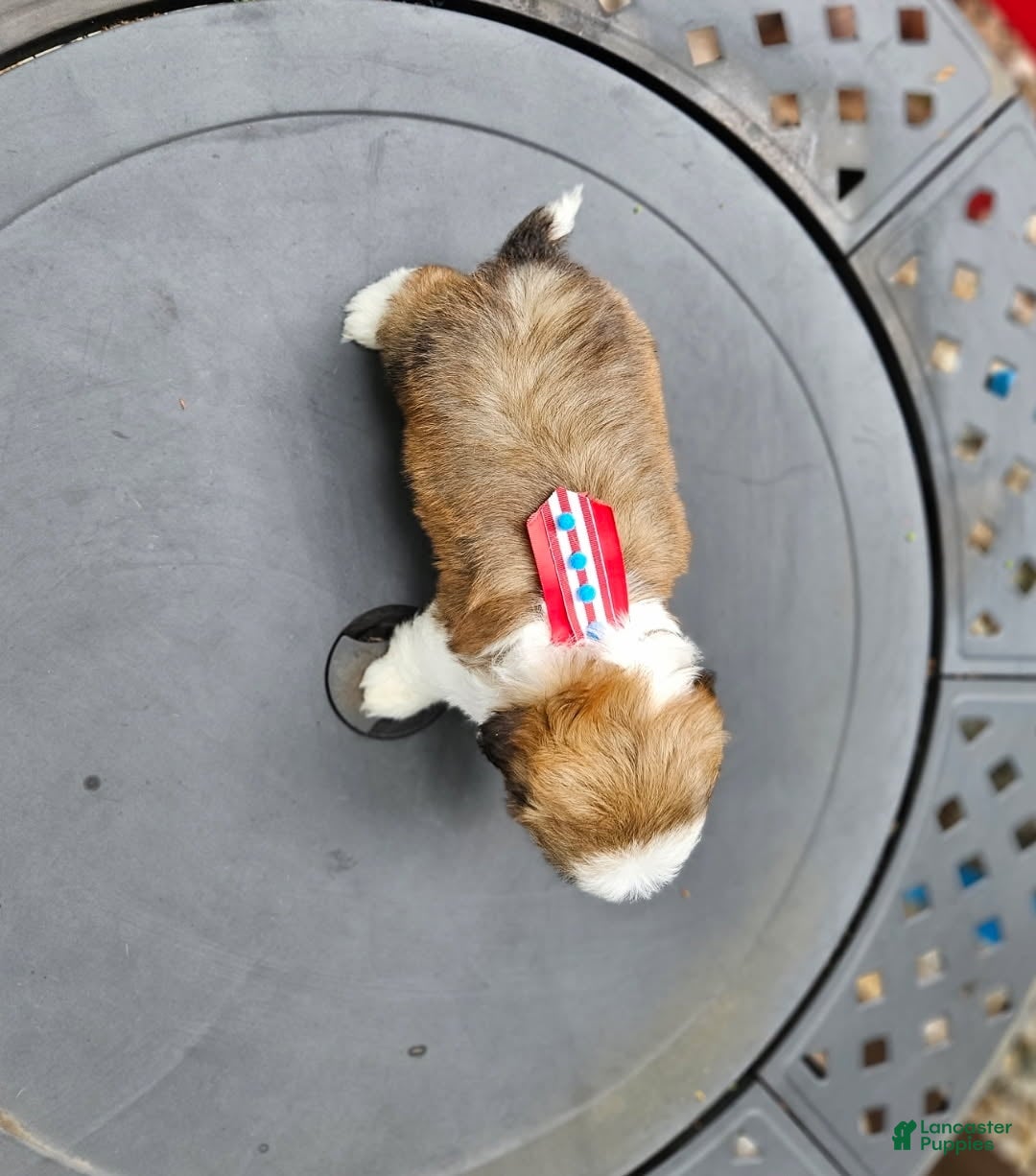 Shih Tzu dogs for sale: Shih Tzu Puppy 2 - Ad 3