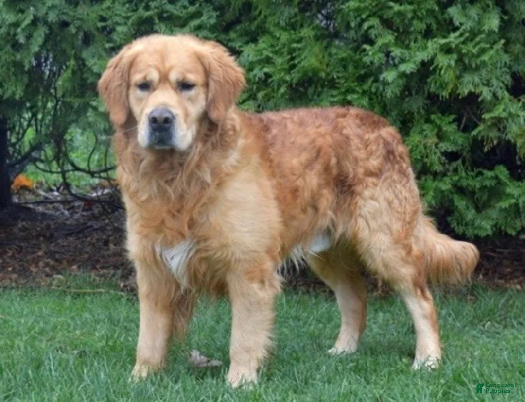 Golden Retriever dogs for sale: Mason - Ad 6